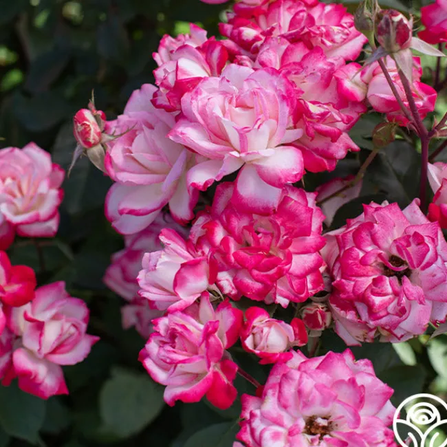 Candy Cane Cocktail™>Heirloom Roses Hot