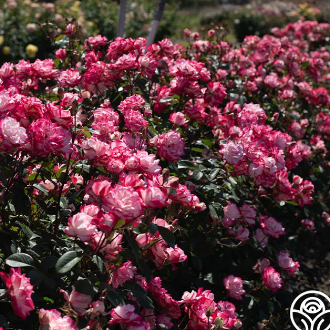 Candy Cane Cocktail™>Heirloom Roses Hot