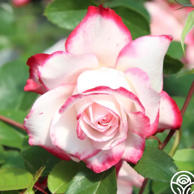 Candy Cane Cocktail™>Heirloom Roses Hot
