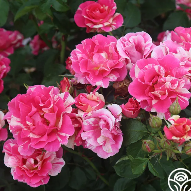 Candy Land>Heirloom Roses Clearance