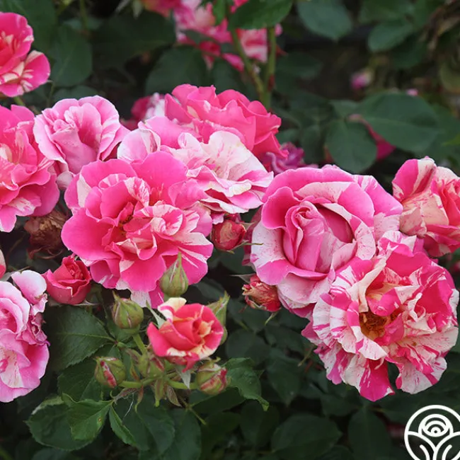 Candy Land>Heirloom Roses Clearance