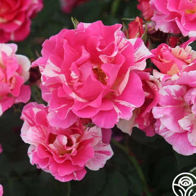 Candy Land>Heirloom Roses Clearance