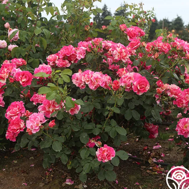 Candy Land>Heirloom Roses Clearance