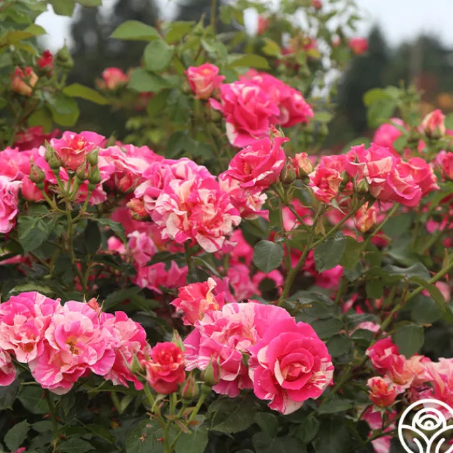 Candy Land>Heirloom Roses Clearance