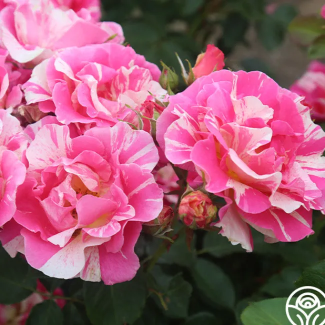 Candy Land>Heirloom Roses Clearance