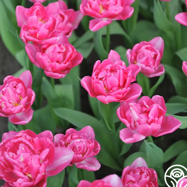 Candy Time>Heirloom Roses Best