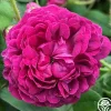 Capitaine John Ingram>Heirloom Roses Best