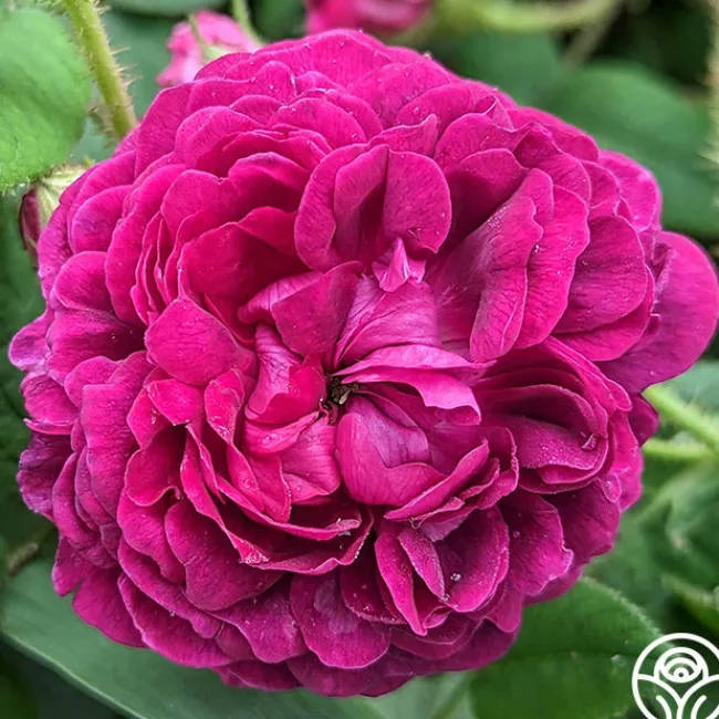 Capitaine John Ingram>Heirloom Roses Best