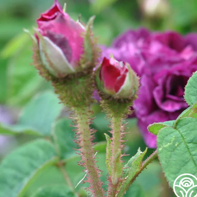 Capitaine John Ingram>Heirloom Roses Best