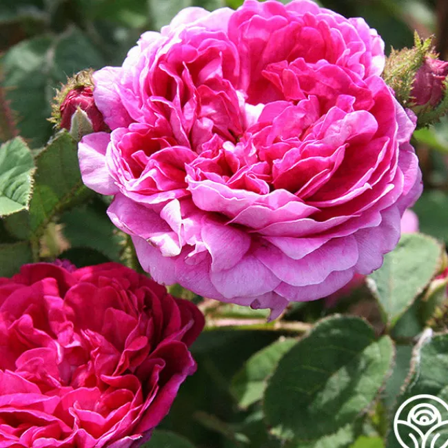 Capitaine John Ingram>Heirloom Roses Best