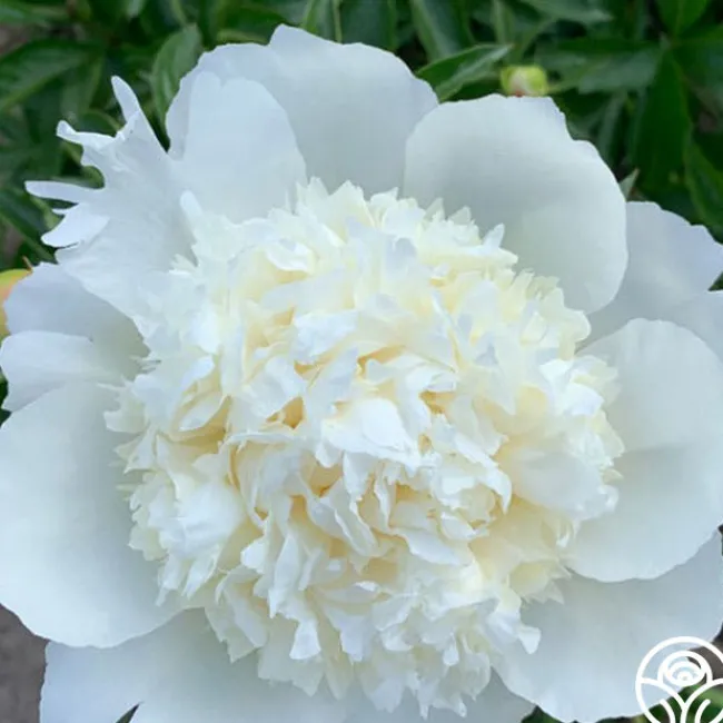 Capital Dome>Heirloom Roses Best