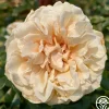 Caramel Kiss>Heirloom Roses Outlet