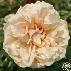 Caramel Kiss>Heirloom Roses Outlet