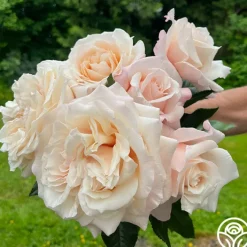 Caramel Kiss>Heirloom Roses Outlet