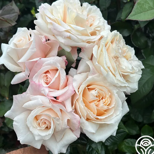 Caramel Kiss>Heirloom Roses Outlet