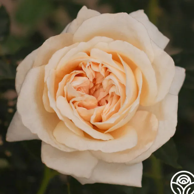 Caramel Kiss>Heirloom Roses Outlet