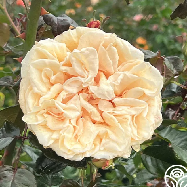 Caramel Kiss>Heirloom Roses Outlet