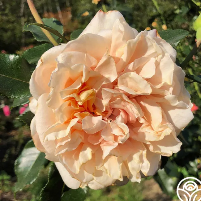 Caramel Kiss>Heirloom Roses Outlet