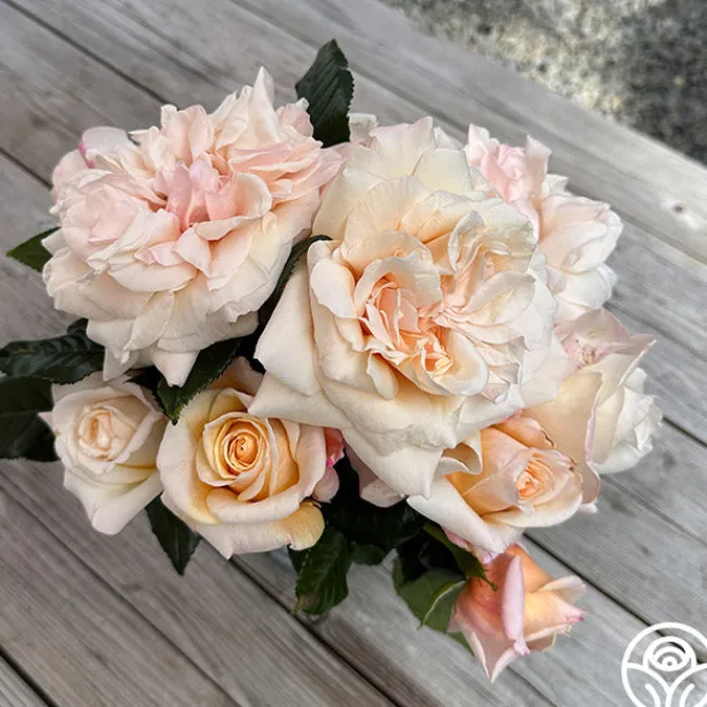 Caramel Kiss>Heirloom Roses Outlet