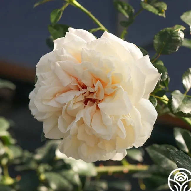 Caramel Kiss>Heirloom Roses Outlet