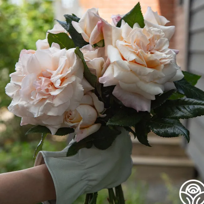 Caramel Kiss>Heirloom Roses Outlet