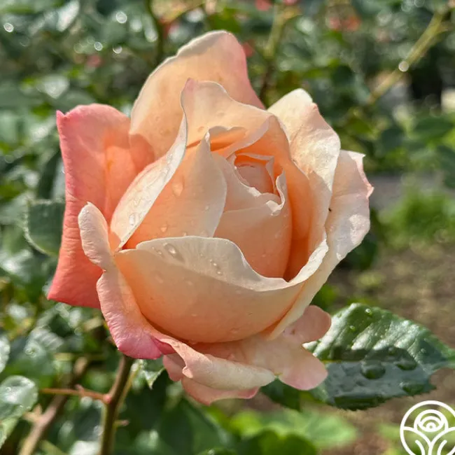 Caramel Kiss>Heirloom Roses Outlet