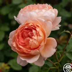 Carding Mill™>Heirloom Roses Hot