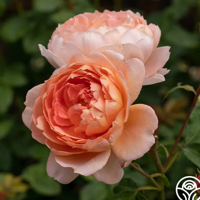 Carding Mill™>Heirloom Roses Hot