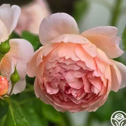 Carding Mill™>Heirloom Roses Hot