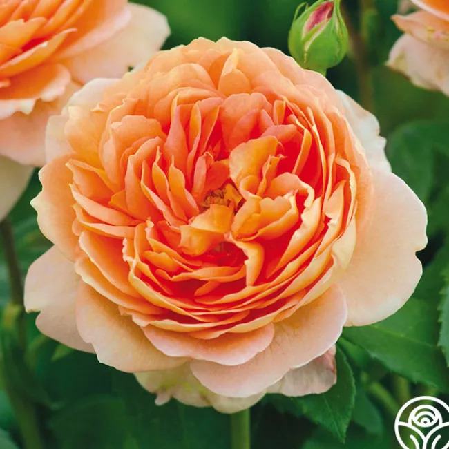 Carding Mill™>Heirloom Roses Hot