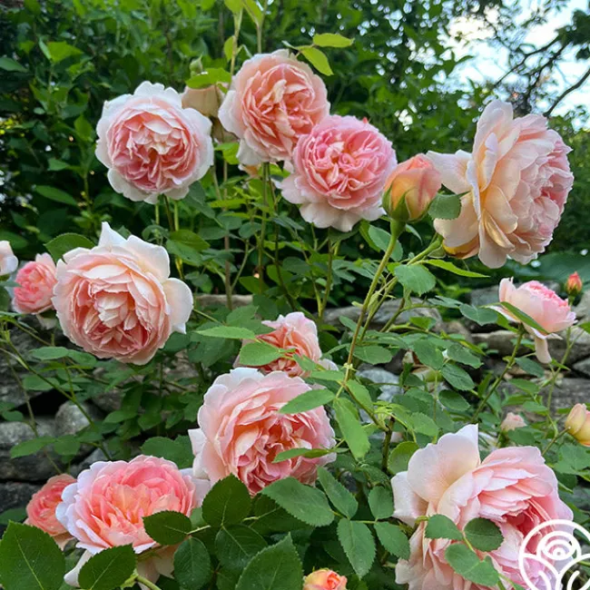 Carding Mill™>Heirloom Roses Hot