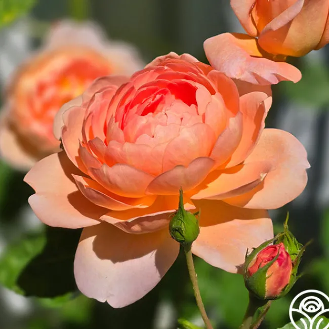 Carding Mill™>Heirloom Roses Hot