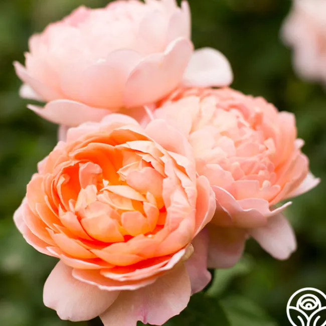 Carding Mill™>Heirloom Roses Hot