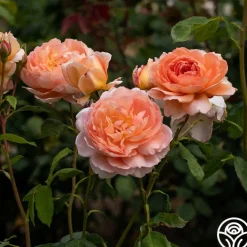Carding Mill™><noscript><img width=