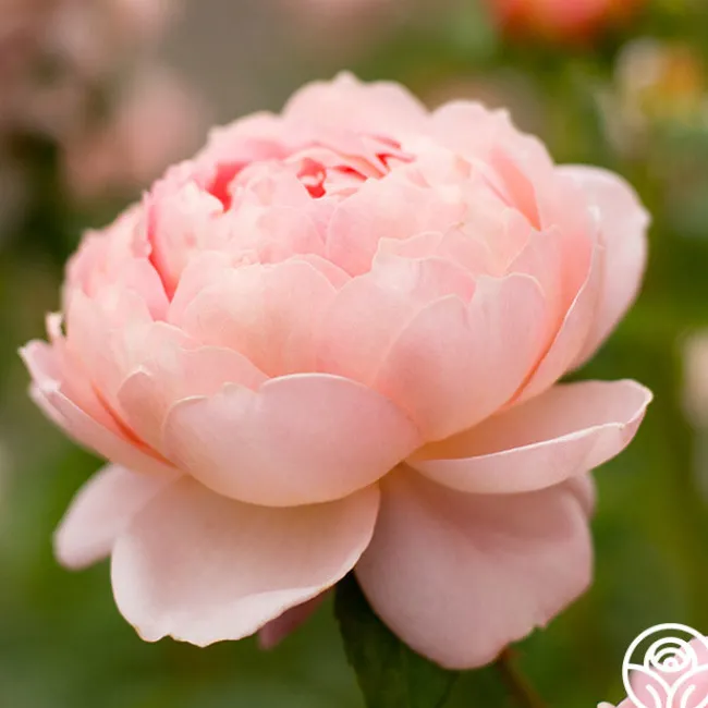 Carding Mill™>Heirloom Roses Hot