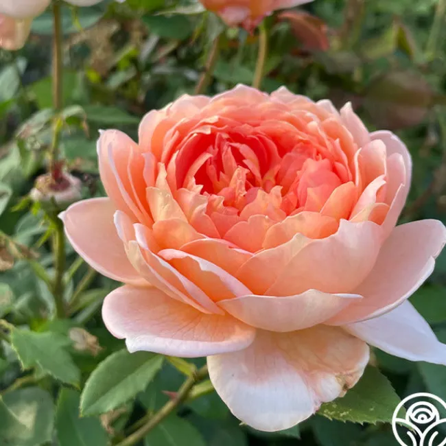 Carding Mill™>Heirloom Roses Hot