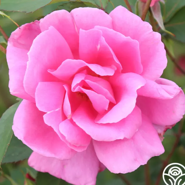 Carefree Beauty™>Heirloom Roses Outlet