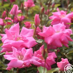 Carefree Beauty™><noscript><img width=