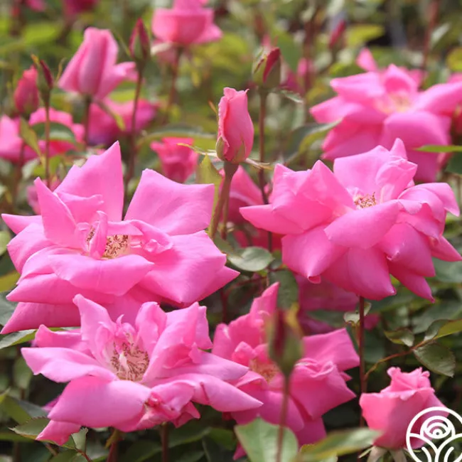 Carefree Beauty™>Heirloom Roses Outlet