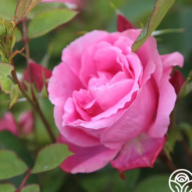 Carefree Beauty™>Heirloom Roses Outlet