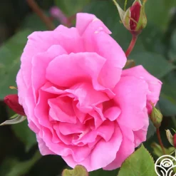 Carefree Beauty™><noscript><img width=