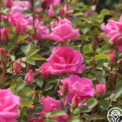 Carefree Beauty™><noscript><img width=