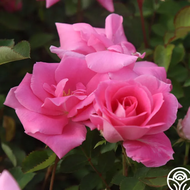 Carefree Beauty™>Heirloom Roses Outlet