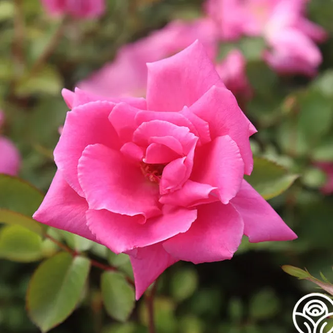 Carefree Beauty™>Heirloom Roses Outlet