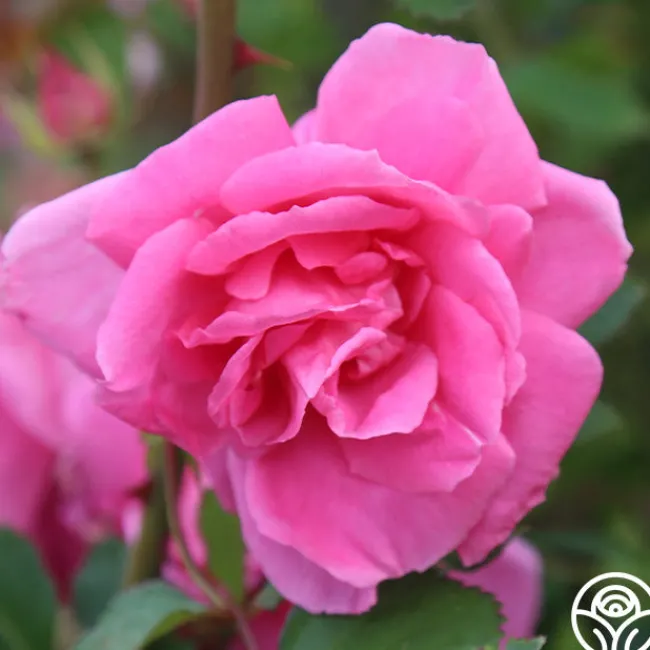 Carefree Beauty™>Heirloom Roses Outlet