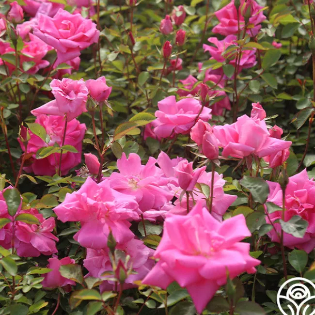 Carefree Beauty™>Heirloom Roses Outlet