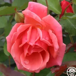 Carefree Celebration>Heirloom Roses Outlet