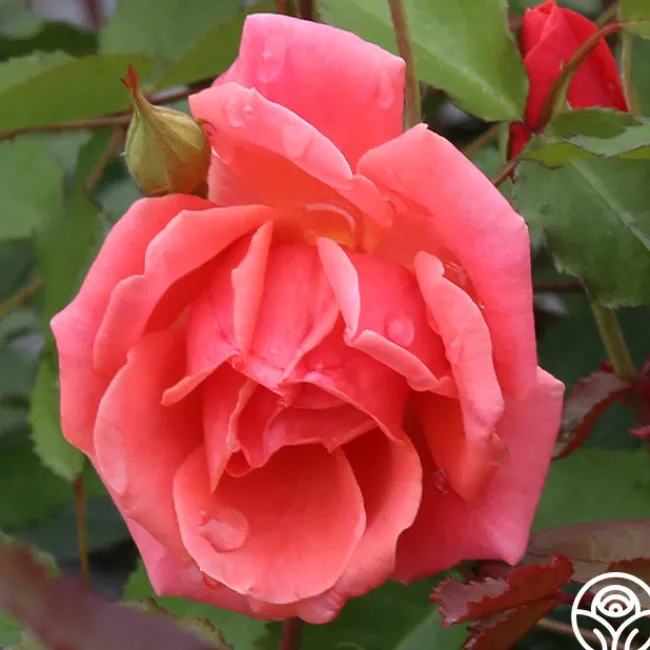Carefree Celebration>Heirloom Roses Outlet
