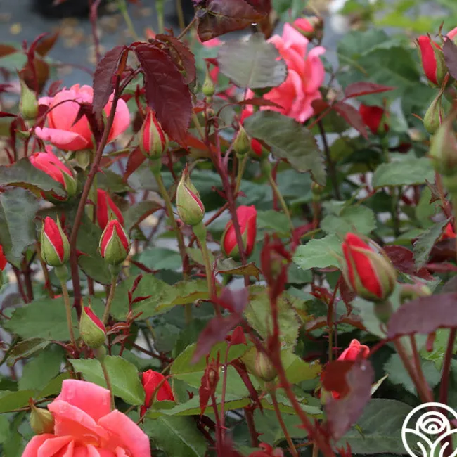 Carefree Celebration>Heirloom Roses Outlet
