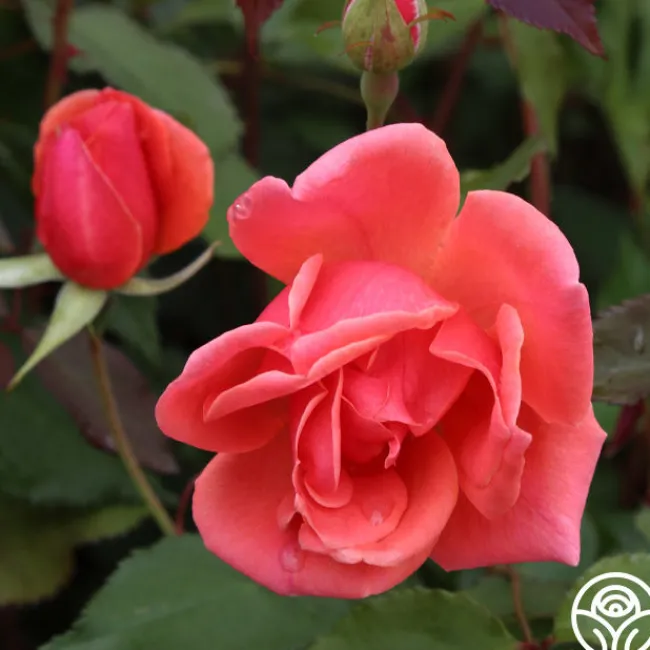 Carefree Celebration>Heirloom Roses Outlet